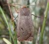 Conistra erythrocephala